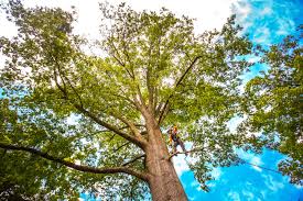  Cullowhee, NC Tree Care Pros