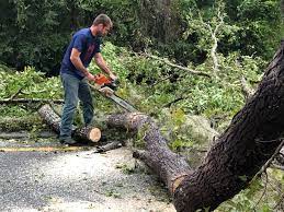 Best Tree Health Inspection  in Cullowhee, NC