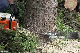 Best Commercial Tree Services  in Cullowhee, NC