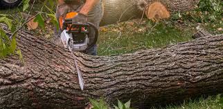 Best Fruit Tree Pruning  in Cullowhee, NC
