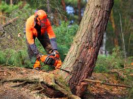 Best Tree Trimming and Pruning  in Cullowhee, NC