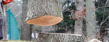 Best Tree Disease Treatment  in Cullowhee, NC