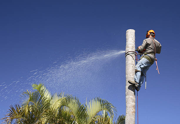 Best Weed Control  in Cullowhee, NC