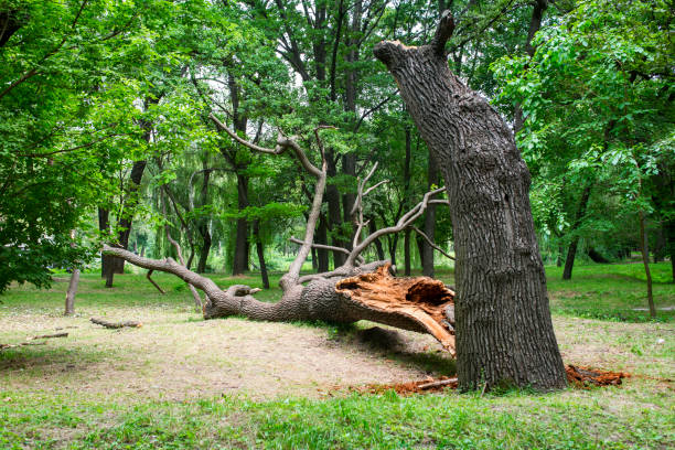 Best Tree and Shrub Care  in Cullowhee, NC