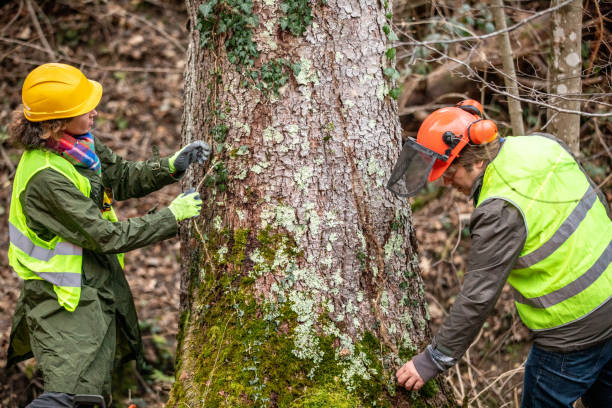 Reliable Cullowhee, NC Tree Care Solutions