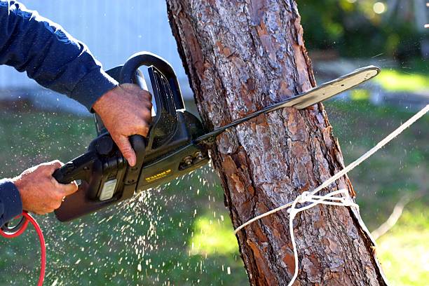 Best Lawn Maintenance Plans  in Cullowhee, NC