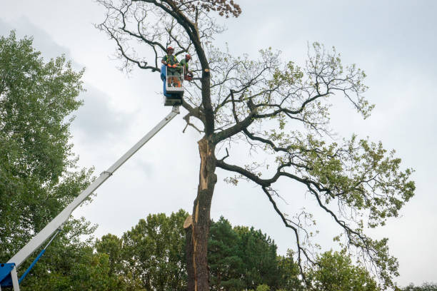 Best Landscape Design and Installation  in Cullowhee, NC