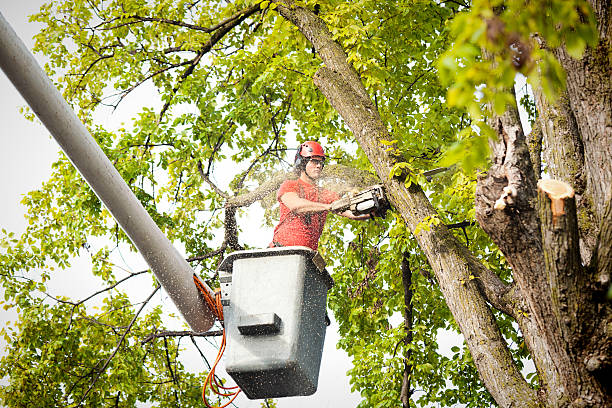 Best Tree Cabling and Bracing  in Cullowhee, NC