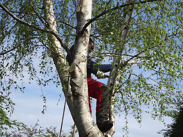 How Our Tree Care Process Works  in  Cullowhee, NC