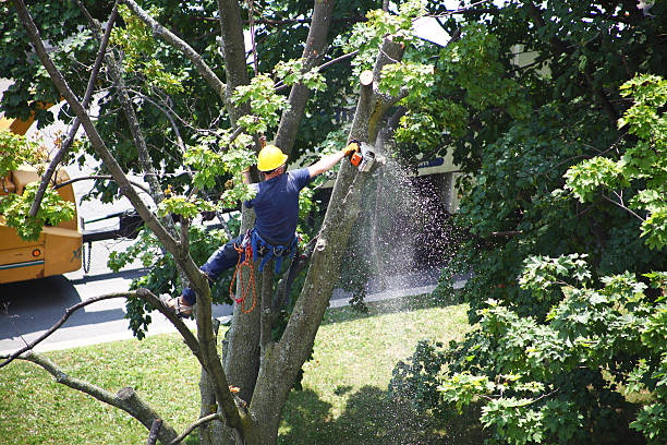 Best Lawn Dethatching  in Cullowhee, NC