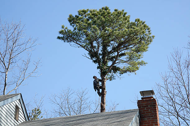 Best Hedge Trimming  in Cullowhee, NC
