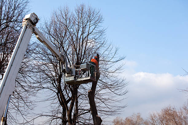 Best Leaf Removal  in Cullowhee, NC