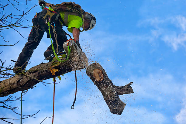 Best Tree Mulching  in Cullowhee, NC