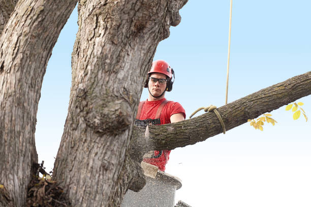 Best Firewood Processing and Delivery  in Cullowhee, NC